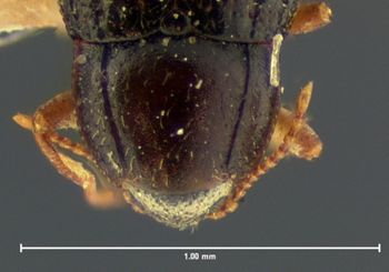Media type: image;   Entomology 2281 Aspect: pronotum dorsal